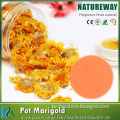 High quality chrysanthemum indicum extract powder,chrysanthemum extract